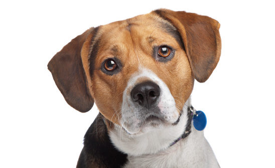 Concerned Beagle