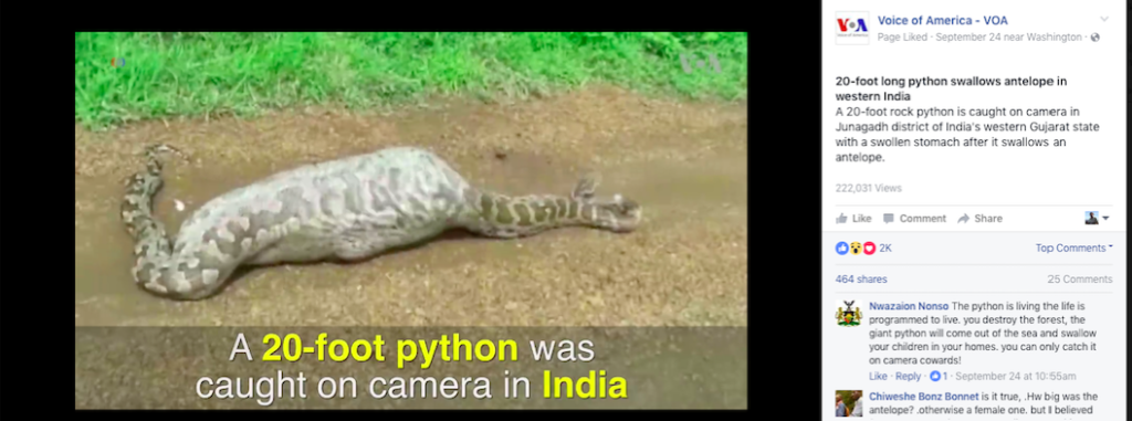 Voice of America (VOA) Video: India Python Swallows Antelope