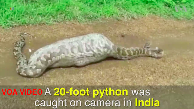 voa-video-india-python-eats-antelope