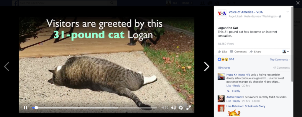 logan-the-cat-voa-facebook-post-screenshot-october-7-2016-1-50-am-et